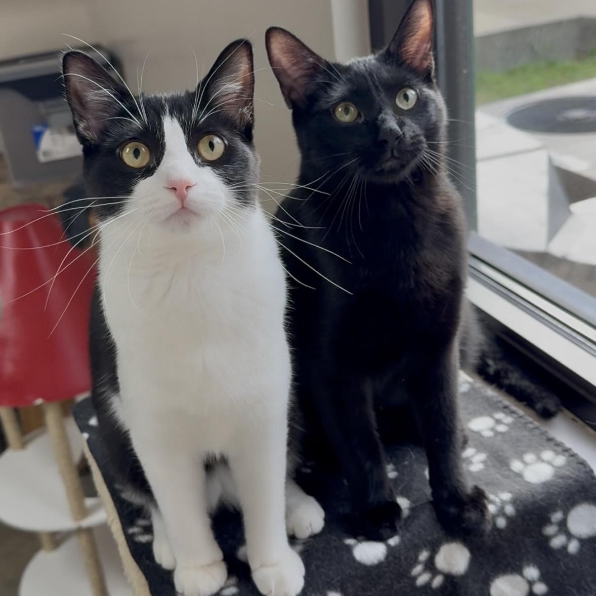 Enlarge Kelly, an adopted Domestic Short Hair in Collierville, TN image 2/6