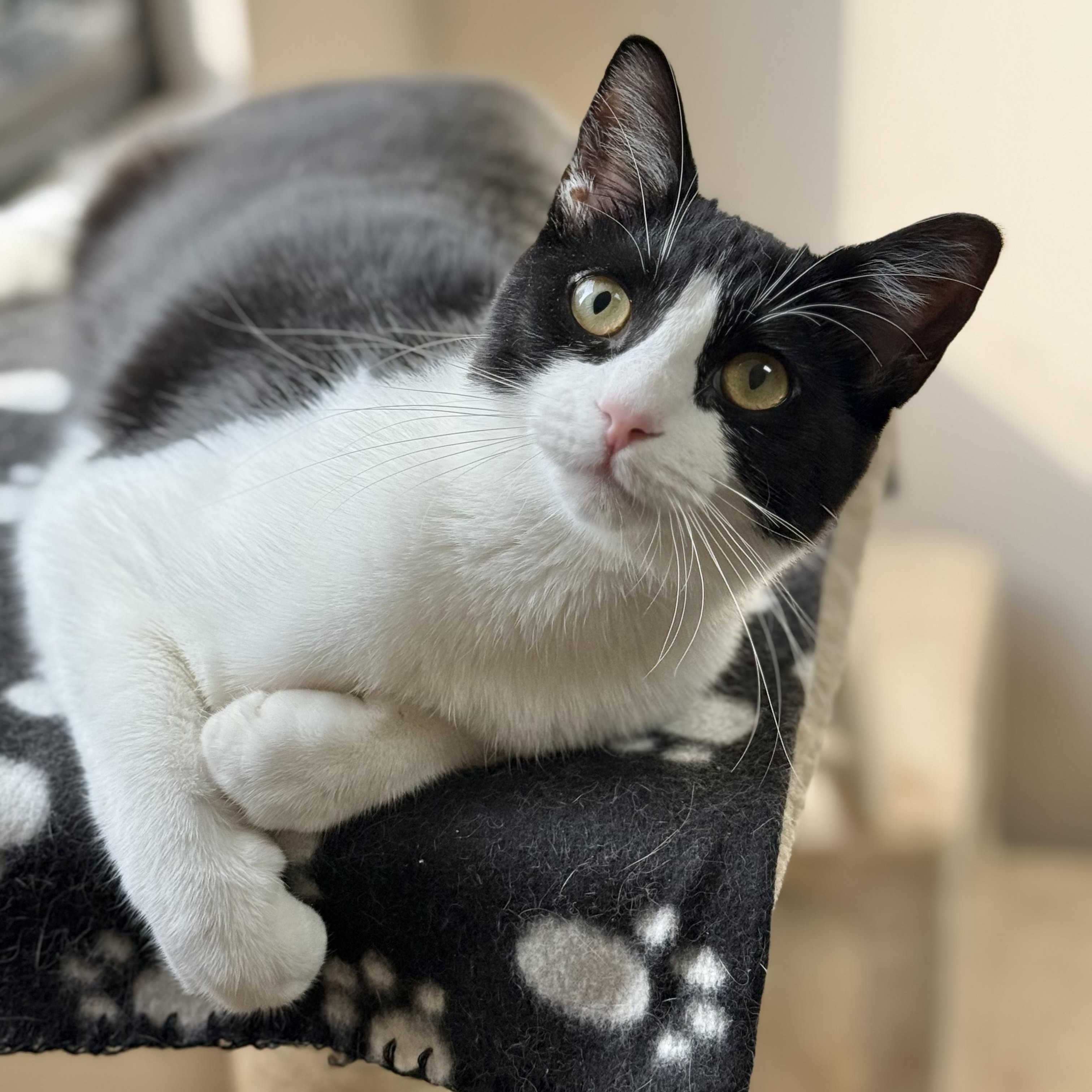 Enlarge Kelly, an adopted Domestic Short Hair in Collierville, TN image 3/6