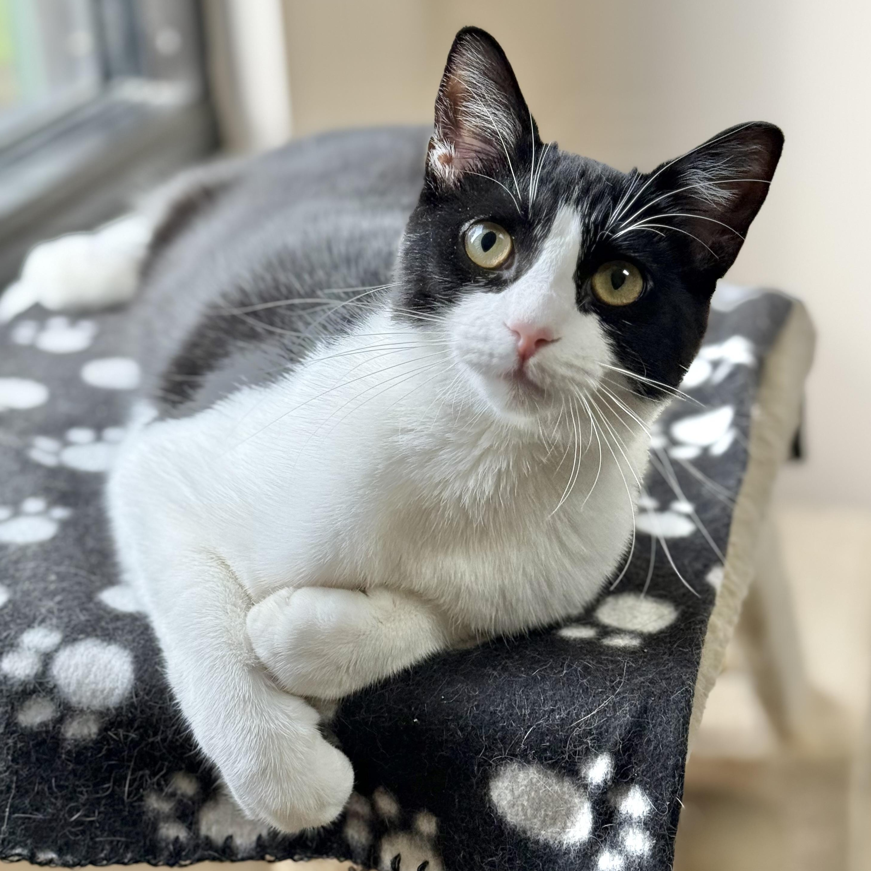 Enlarge Kelly, an adopted Domestic Short Hair in Collierville, TN image 1/6