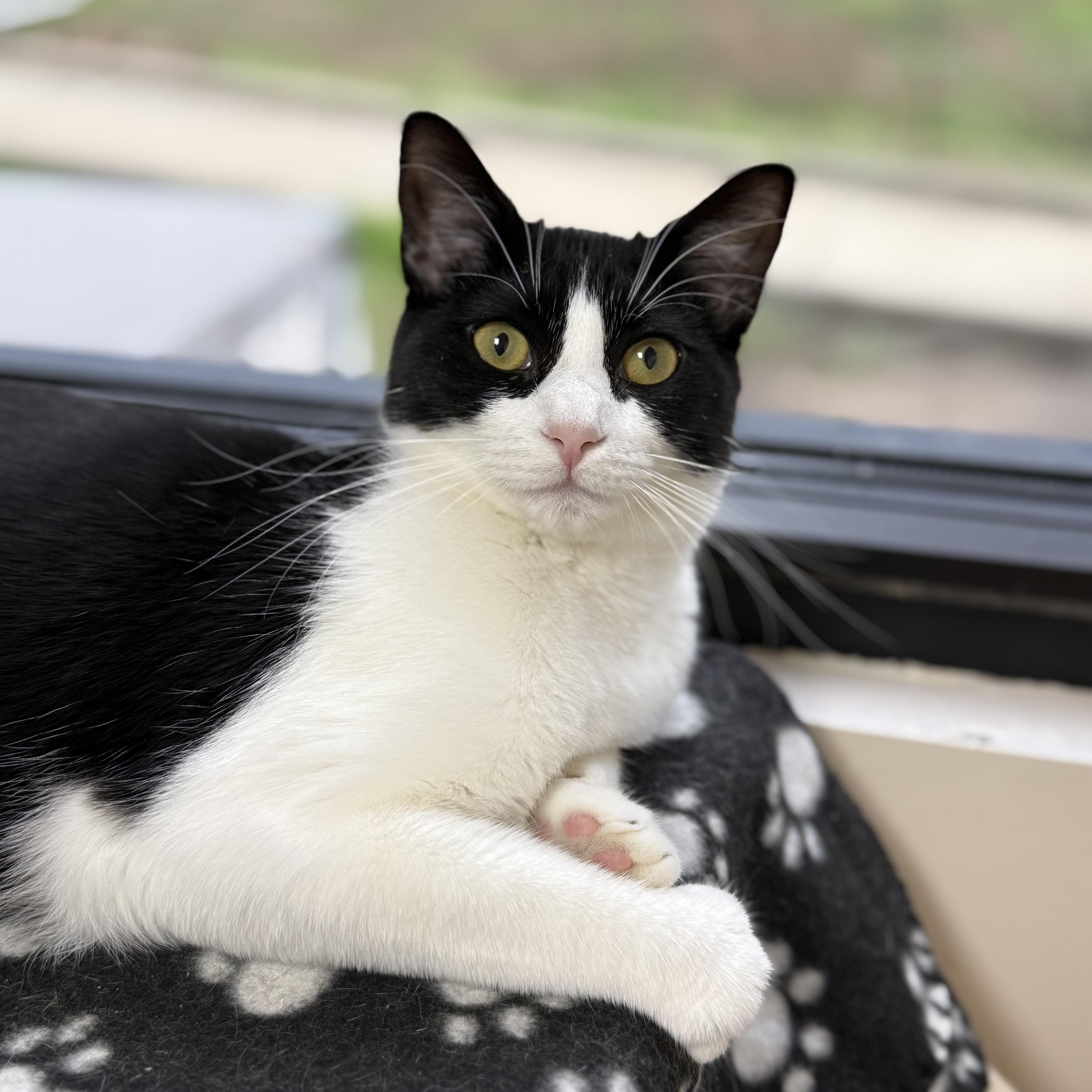 Enlarge Kelly, an adopted Domestic Short Hair in Collierville, TN image 6/6