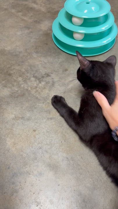 Enlarge Kelly, an adopted Domestic Short Hair in Collierville, TN video 5/6