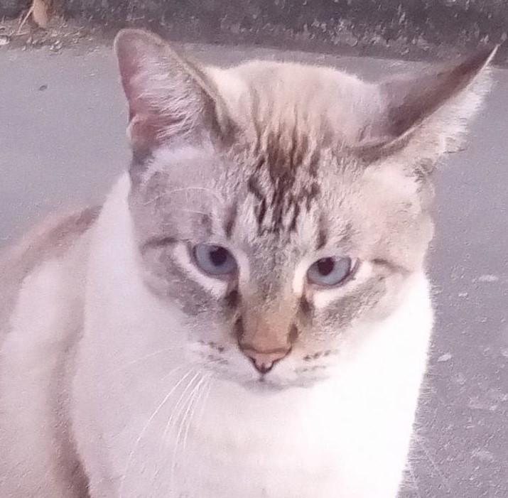 Dizzy Jake(Plz read bio), an adoptable Siamese, Snowshoe in Silsbee, TX, 77656 | Photo Image 2