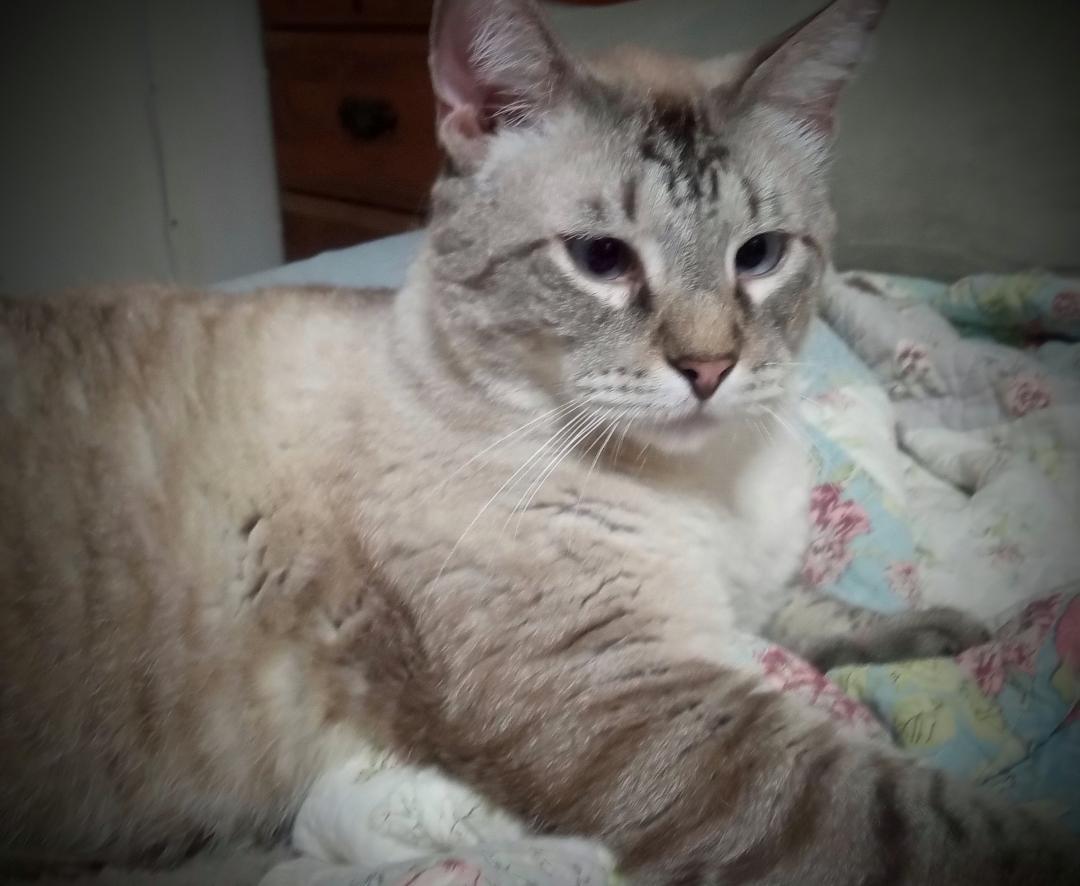 Dizzy Jake(Plz read bio), an adoptable Siamese, Snowshoe in Silsbee, TX, 77656 | Photo Image 4