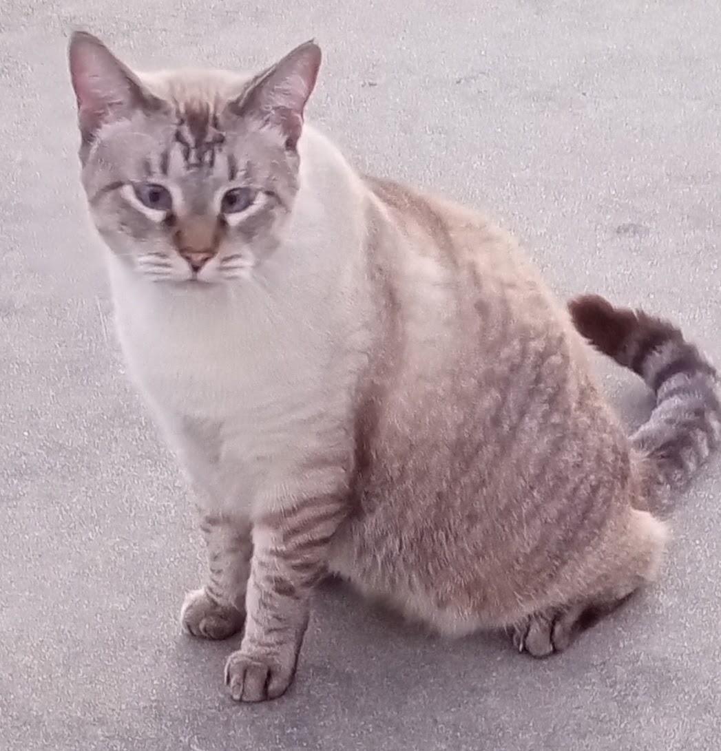 Dizzy Jake(Plz read bio), an adoptable Siamese, Snowshoe in Silsbee, TX, 77656 | Photo Image 3
