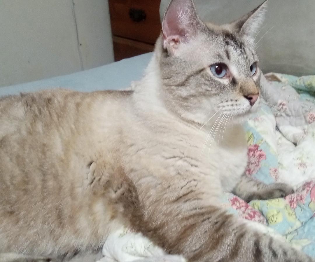 Dizzy Jake(Plz read bio), an adoptable Siamese, Snowshoe in Silsbee, TX, 77656 | Photo Image 5