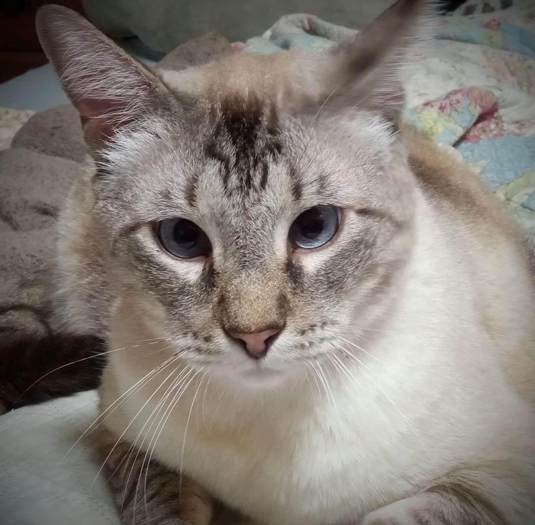 Dizzy Jake(Plz read bio), Adult Male unknown