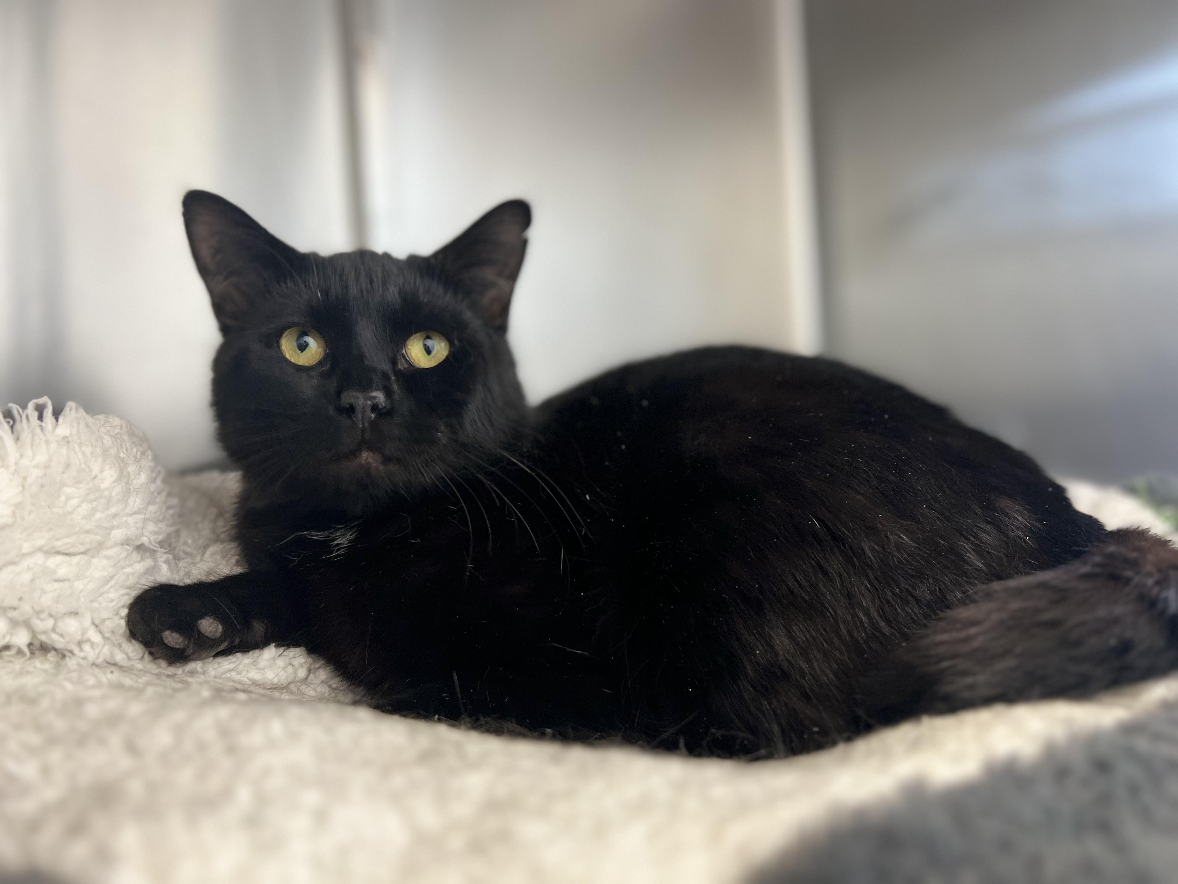 Gord, adoptable, Adult Male Domestic Short Hair.