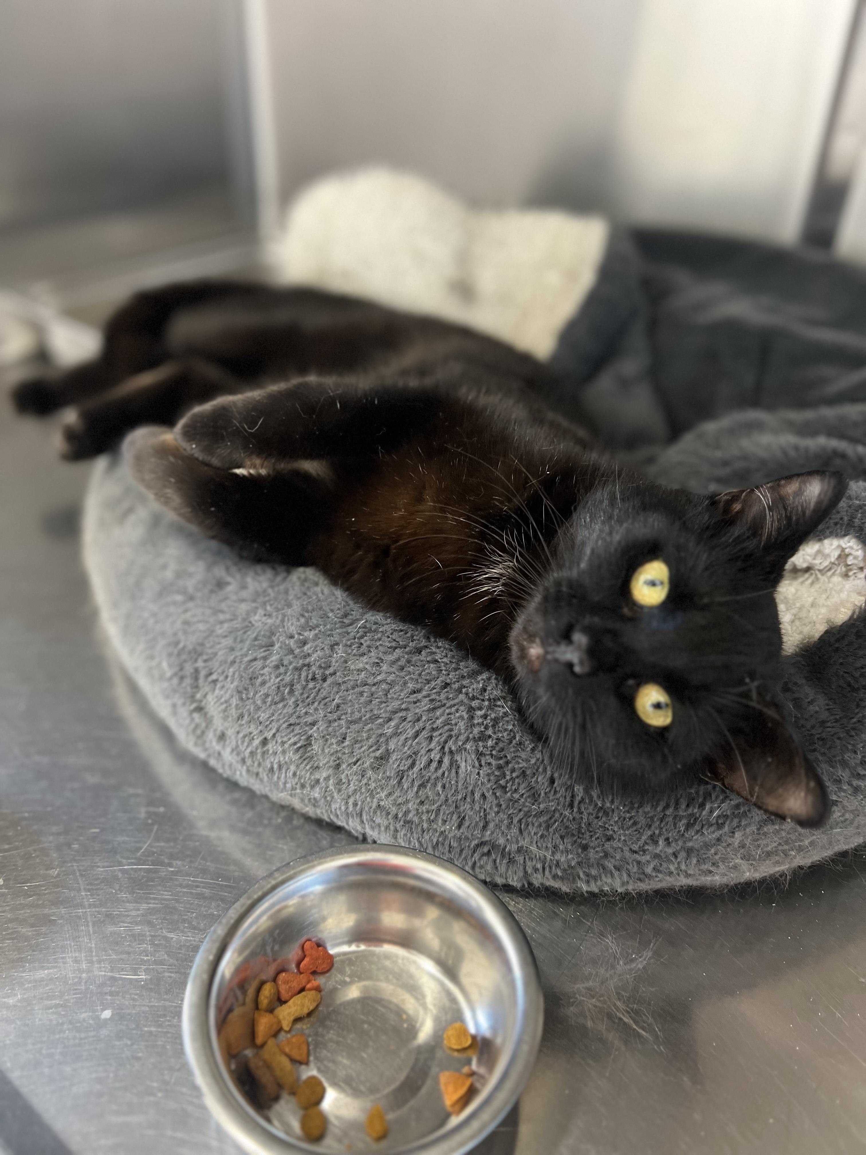 Enlarge Gord, an adoptable Domestic Short Hair in St Stephen, NB image 2/3