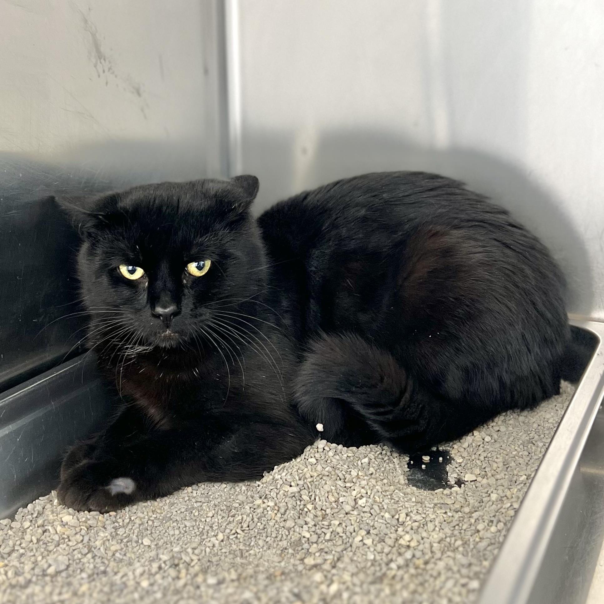 Enlarge Gord, an adoptable Domestic Short Hair in St Stephen, NB image 3/3