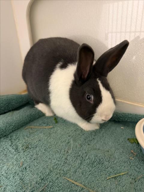 Enlarge BUNNY, a Adoptable Bunny Rabbit in Hayward, CA image 1/1