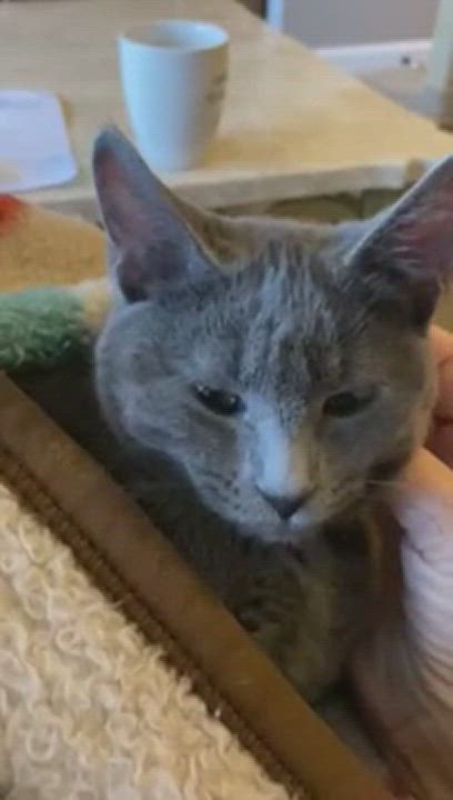 Enlarge Graycie, a Adopted mixed breed in Charlotte, NC video 3/5