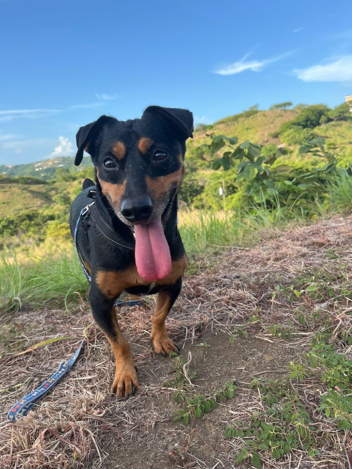 THEO good with kids, cats & dogs