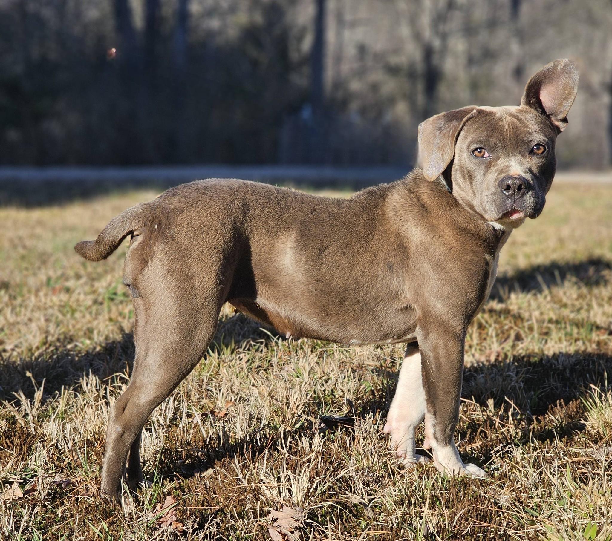 Fynch, a ADOPTABLE American Staffordshire Terrier in Fort Payne, AL image 4/6