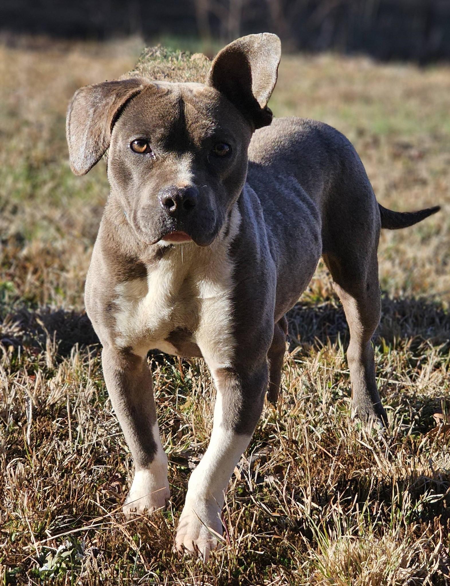 Fynch, ADOPTABLE, Adult Female American Staffordshire Terrier.