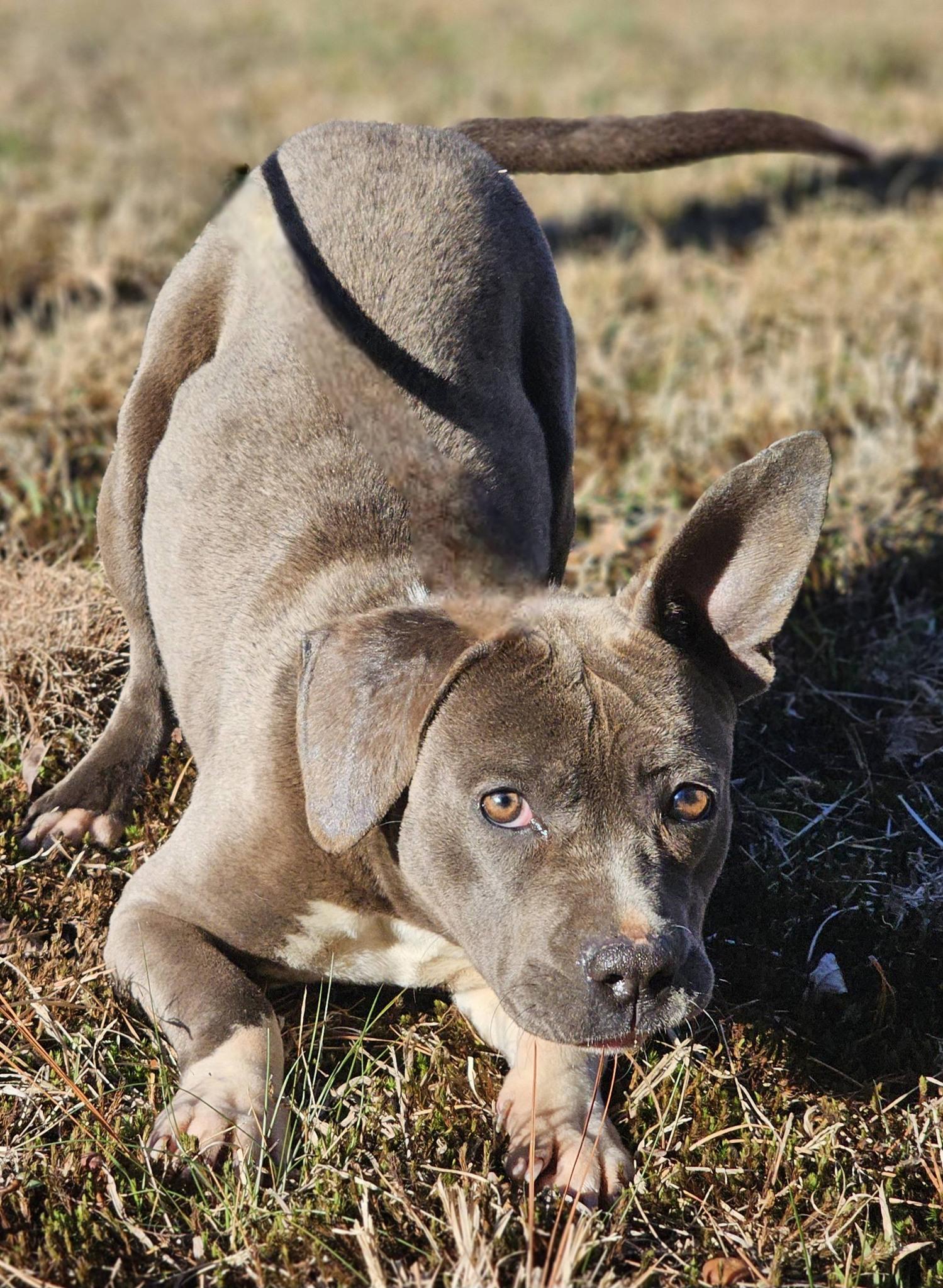 Fynch, a ADOPTABLE American Staffordshire Terrier in Fort Payne, AL image 6/6