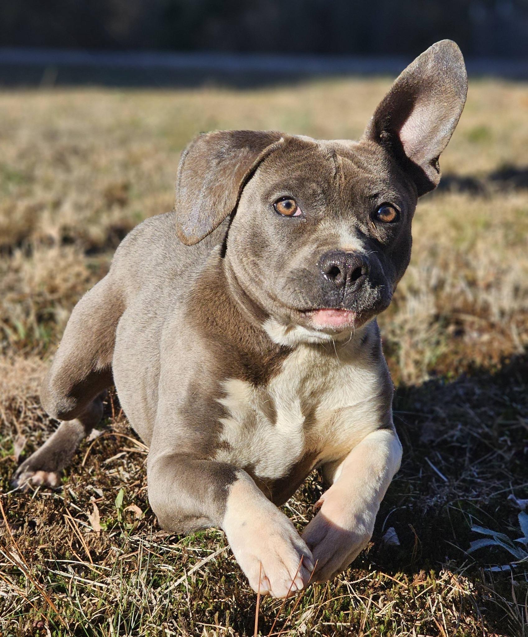 Fynch, a ADOPTABLE American Staffordshire Terrier in Fort Payne, AL image 5/6