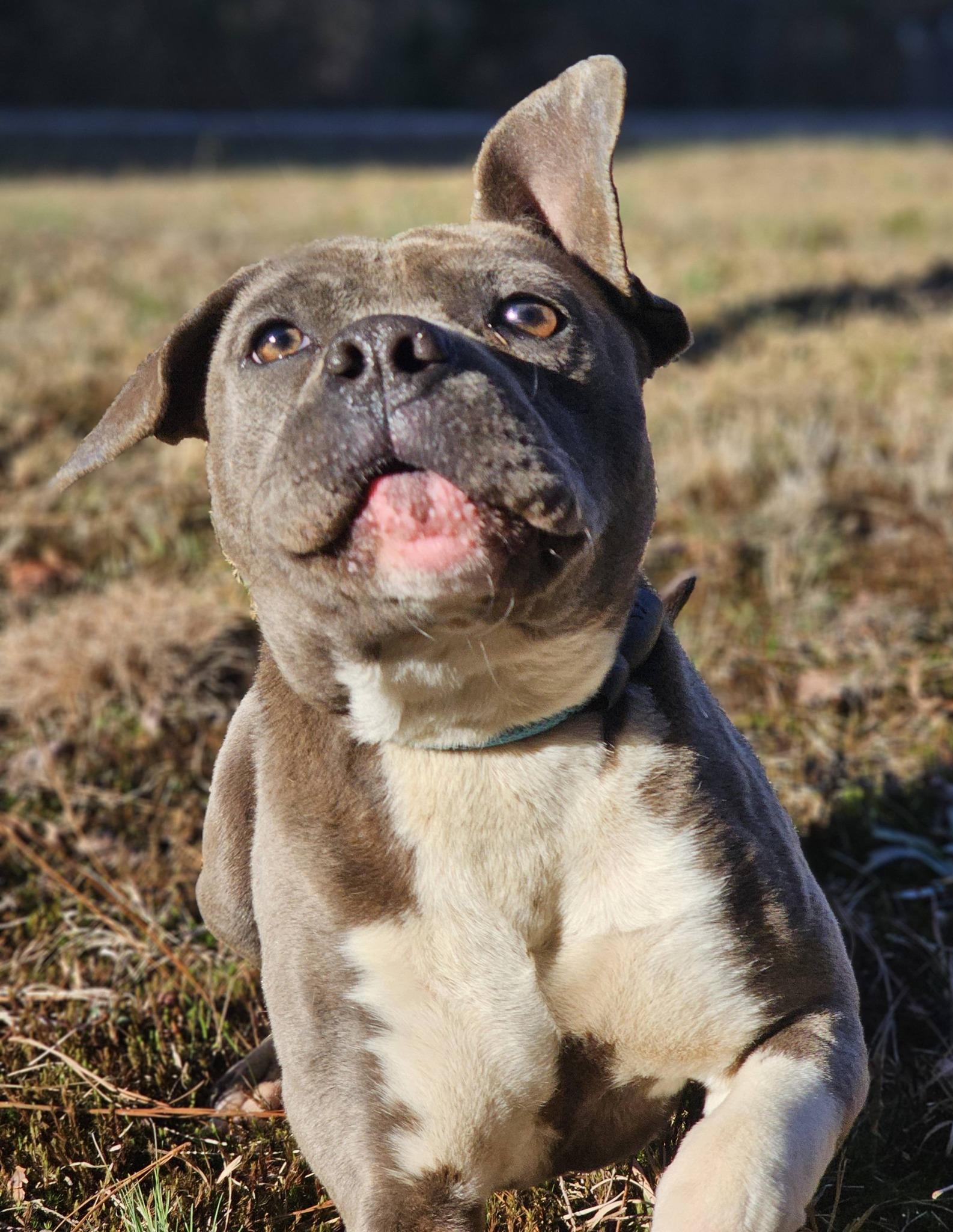 Fynch, a ADOPTABLE American Staffordshire Terrier in Fort Payne, AL image 3/6