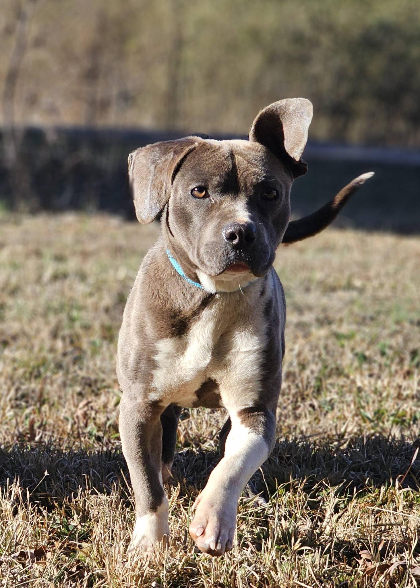 Fynch, a ADOPTABLE American Staffordshire Terrier in Fort Payne, AL image 2/6