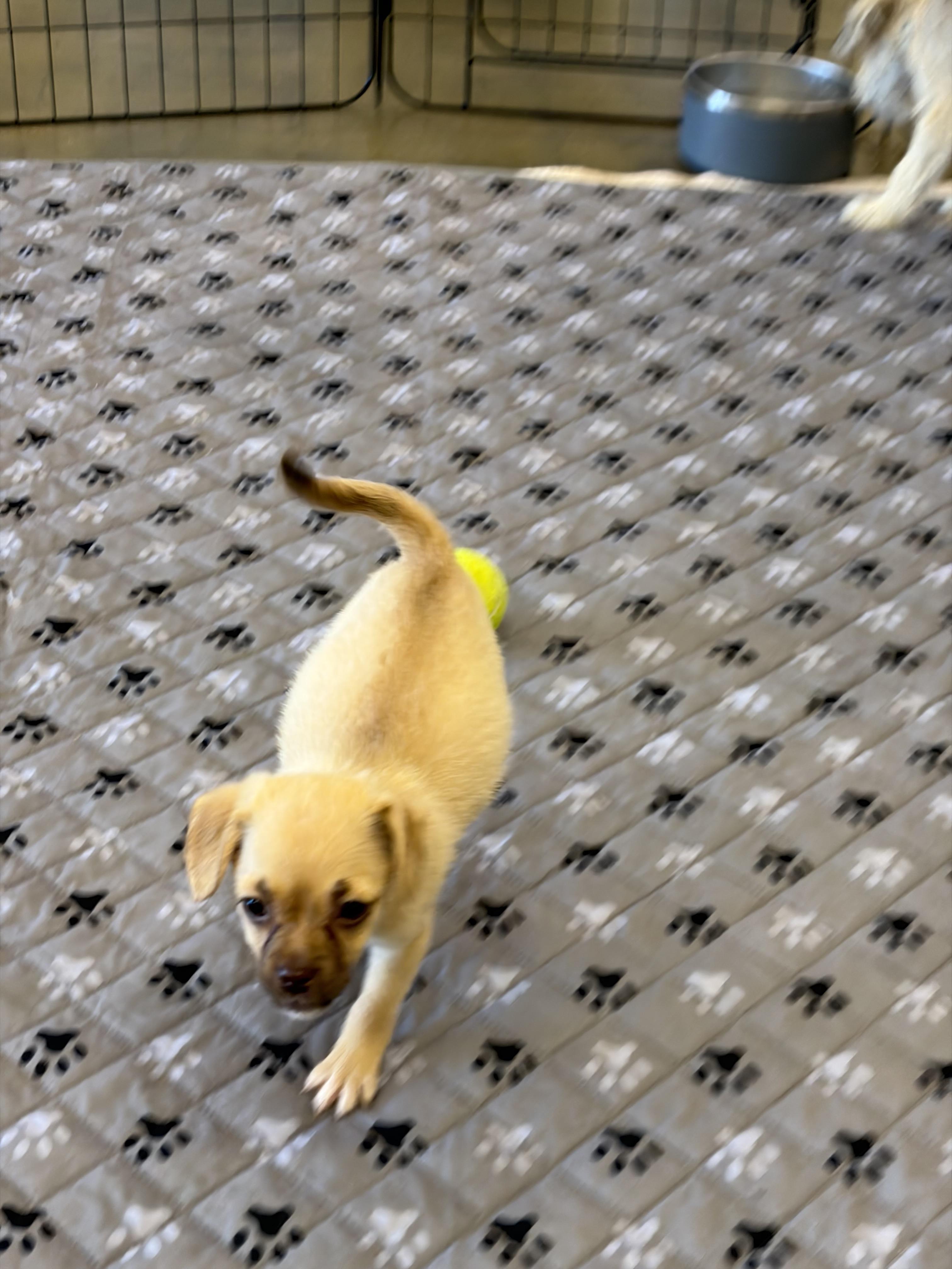 Noah, a ADOPTABLE mixed breed in Corona, CA image 4/5