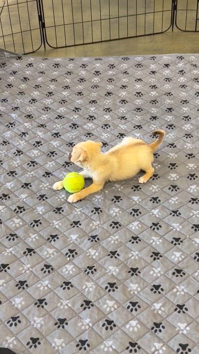Enlarge Noah, a ADOPTABLE mixed breed in Corona, CA video 2/5