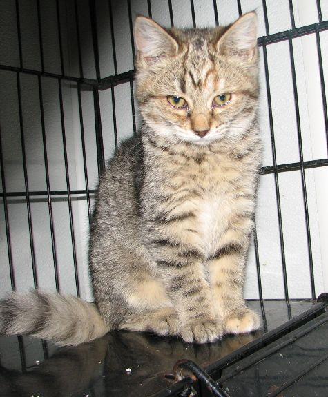 Truman, a ADOPTABLE Tabby in Lawrenceburg, KY image 5/6