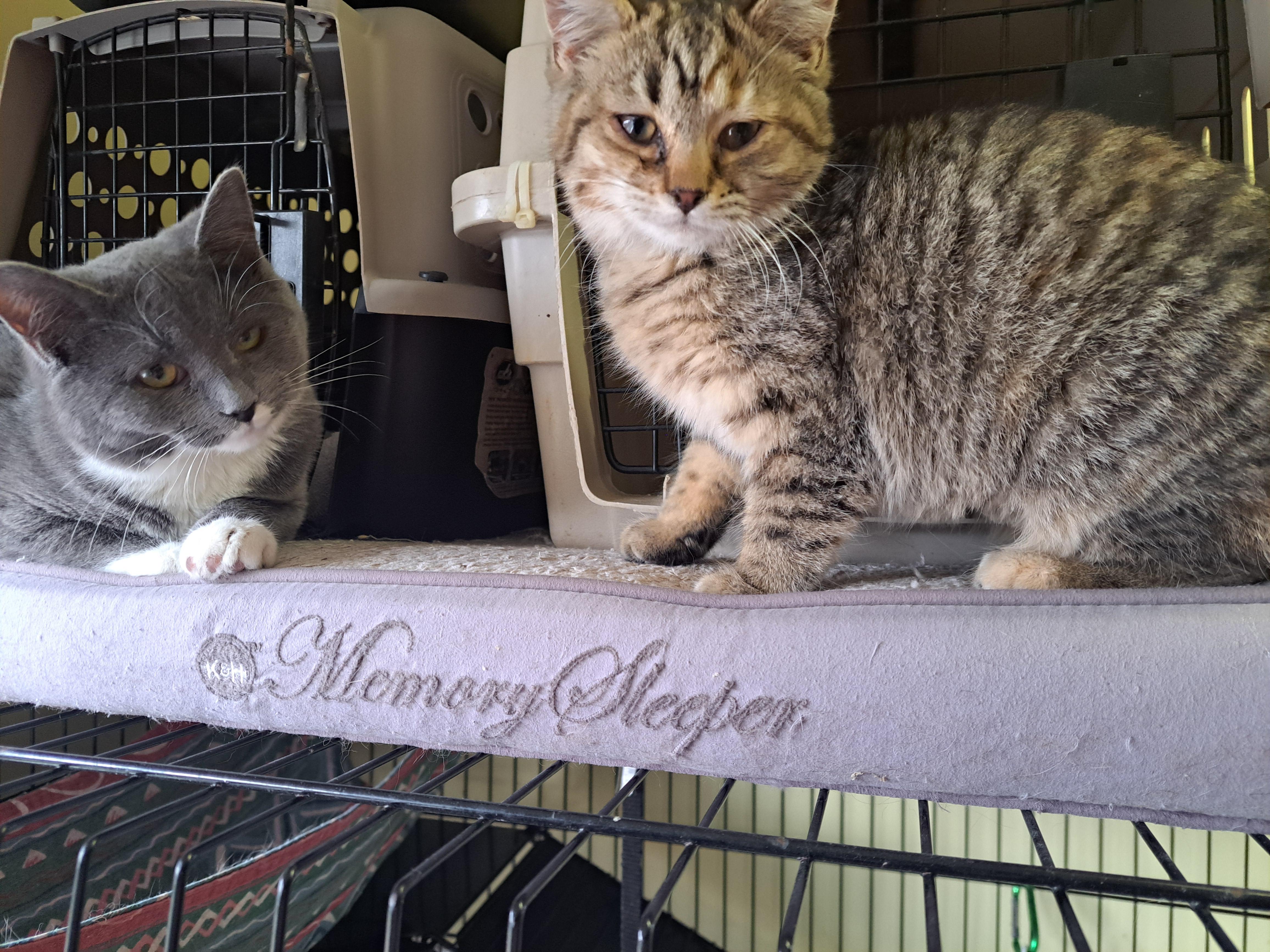 Truman, a ADOPTABLE Tabby in Lawrenceburg, KY image 4/6