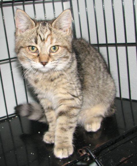Truman, a ADOPTABLE Tabby in Lawrenceburg, KY image 6/6