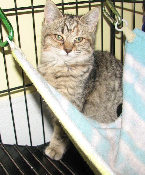 Truman, a ADOPTABLE Tabby in Lawrenceburg, KY image 2/6