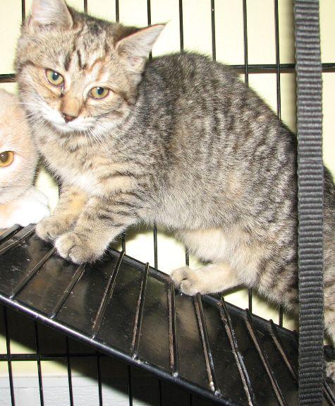 Truman, a ADOPTABLE Tabby in Lawrenceburg, KY image 3/6