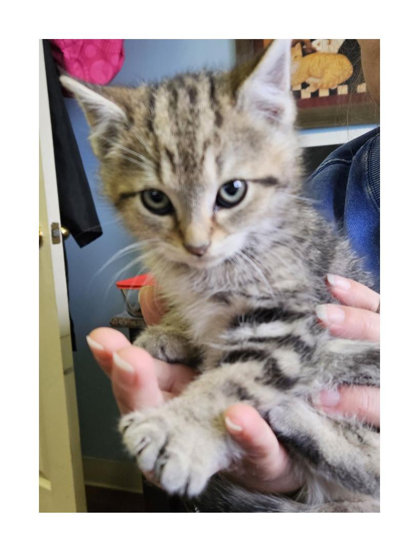 Truman, ADOPTABLE, Kitten Male American Shorthair.