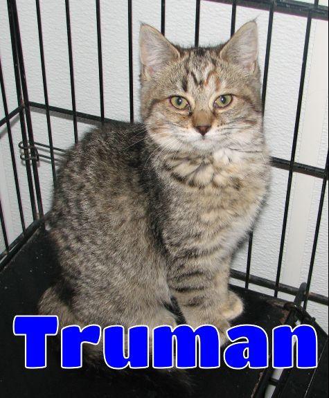 Truman, ADOPTABLE, Kitten Male Tabby.