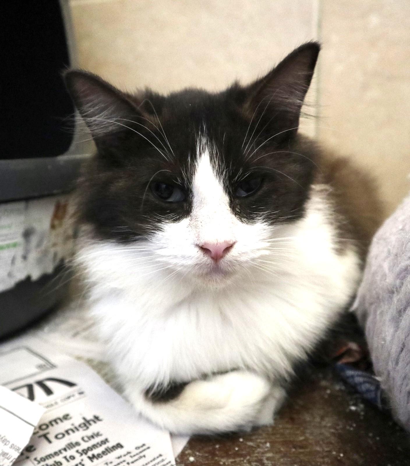 Pippin, an adopted Domestic Long Hair in Taunton, MA image 2/5