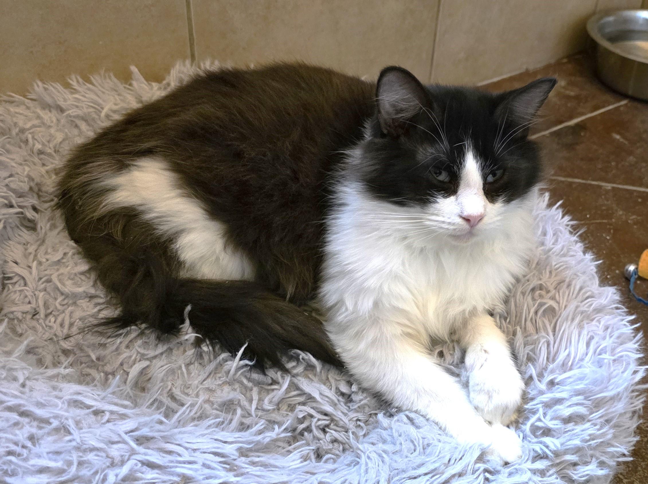 Pippin, an adopted Domestic Long Hair in Taunton, MA image 4/5