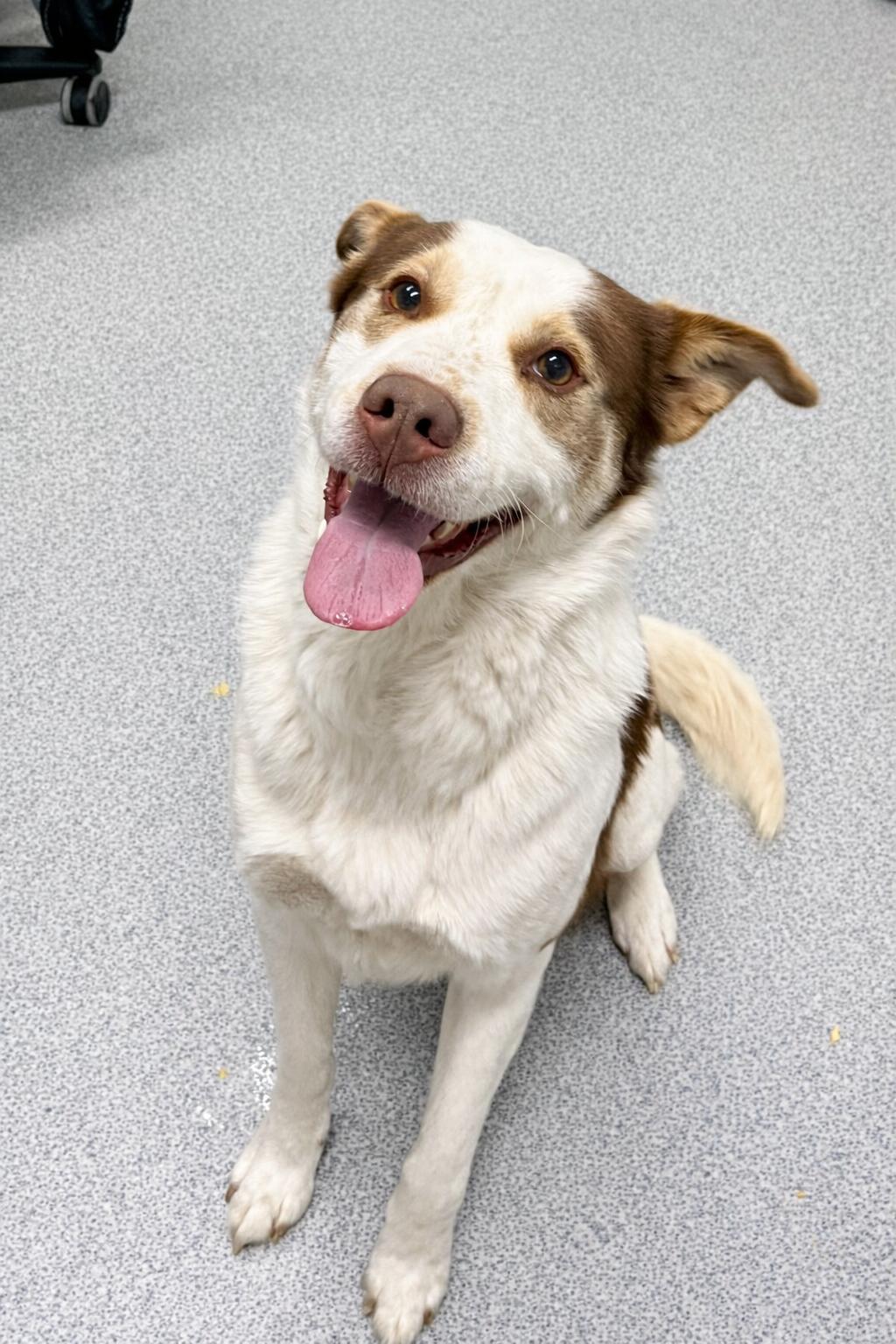 Enlarge Boone , a ADOPTABLE mixed breed in Moundsville, WV image 1/1