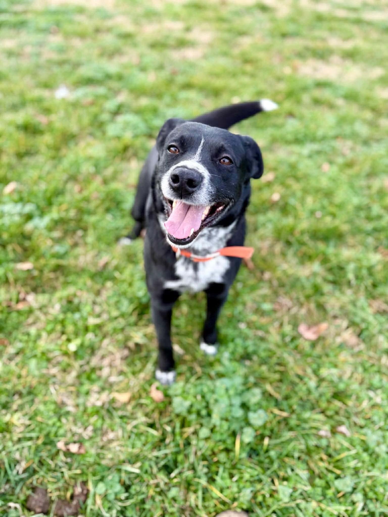Snoop, ADOPTABLE, Young Male Black Labrador Retriever.