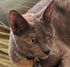 Kiwi, Adoptable, Adult Female Domestic Short Hair.