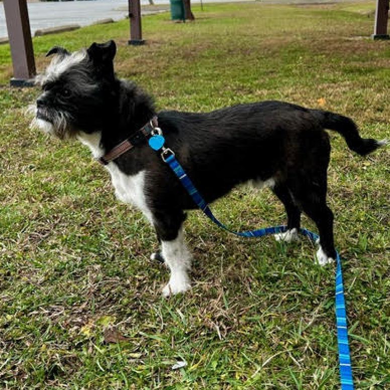 Enlarge Jake, a Adoptable Mixed Breed in Fletcher, NC image 1/6