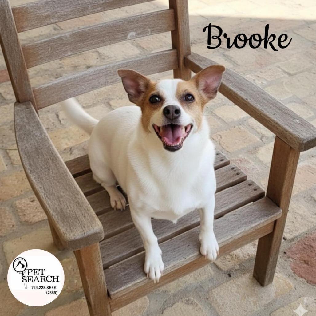 Enlarge Brooke, a Adoptable Jack Russell Terrier in Washington, PA image 1/1