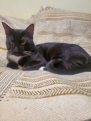 Pharaoh