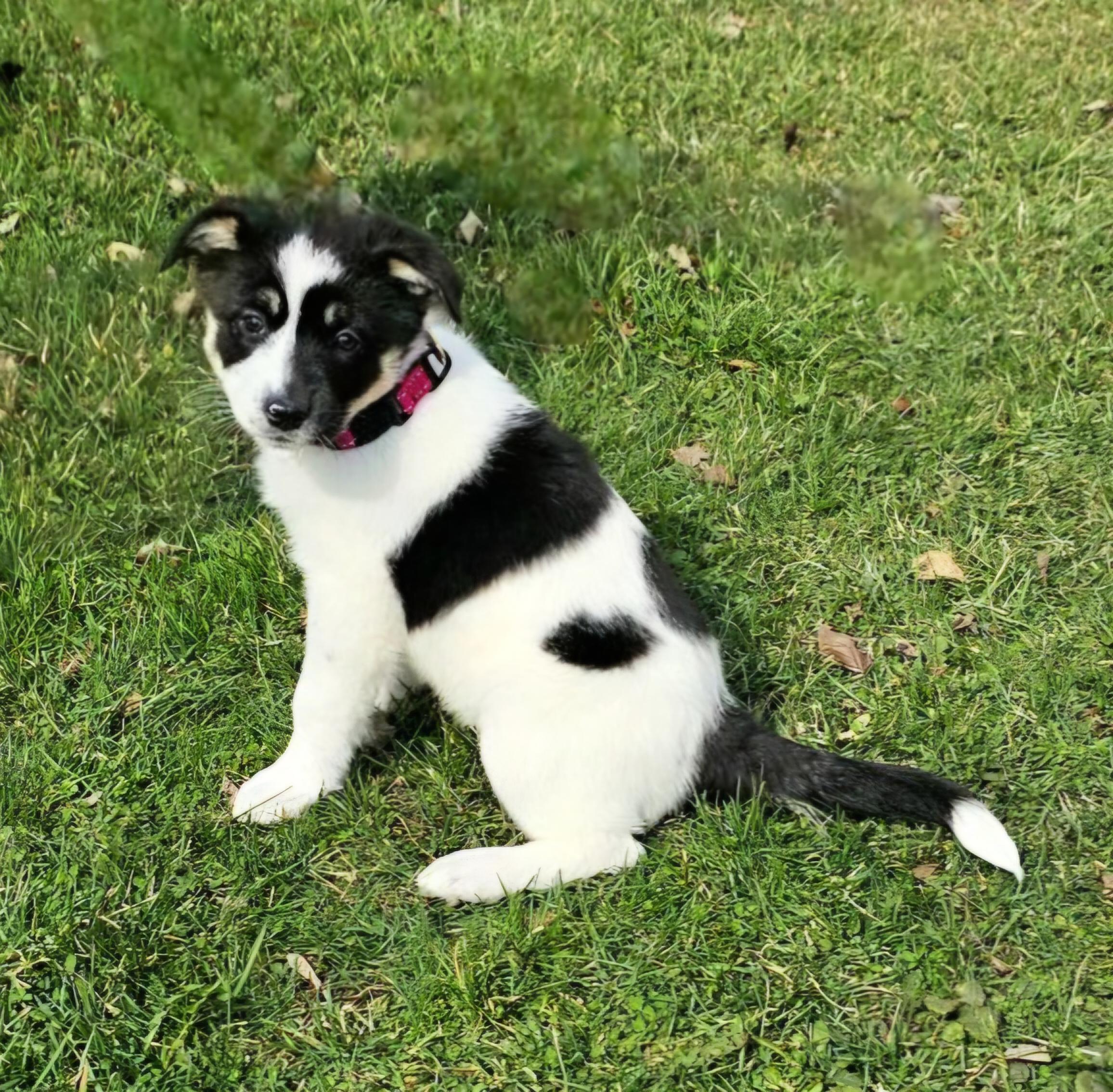 Enlarge Emily, a ADOPTABLE mixed breed in Arlington Heights, IL image 6/6