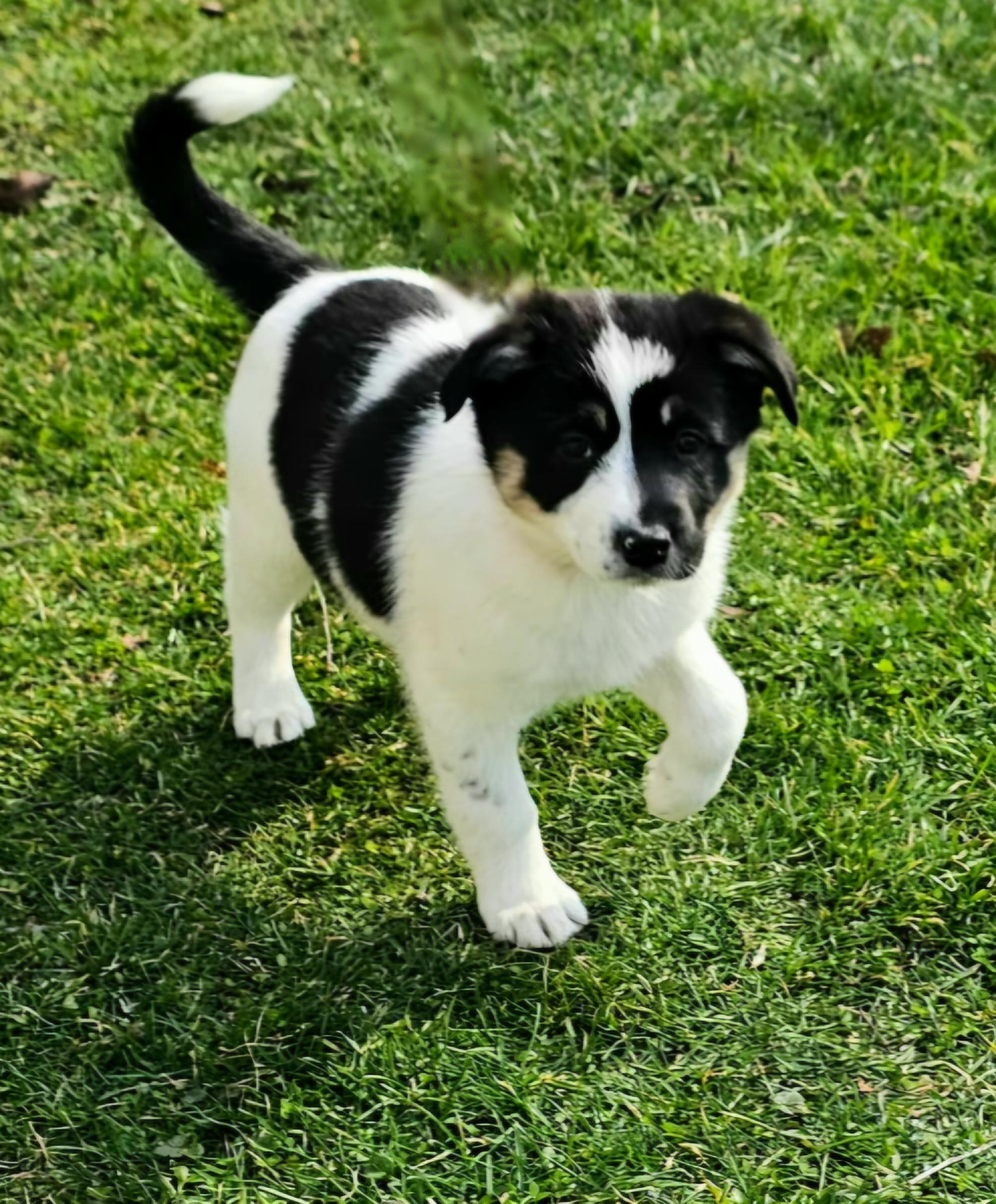 Enlarge Emily, a ADOPTABLE mixed breed in Arlington Heights, IL image 4/6