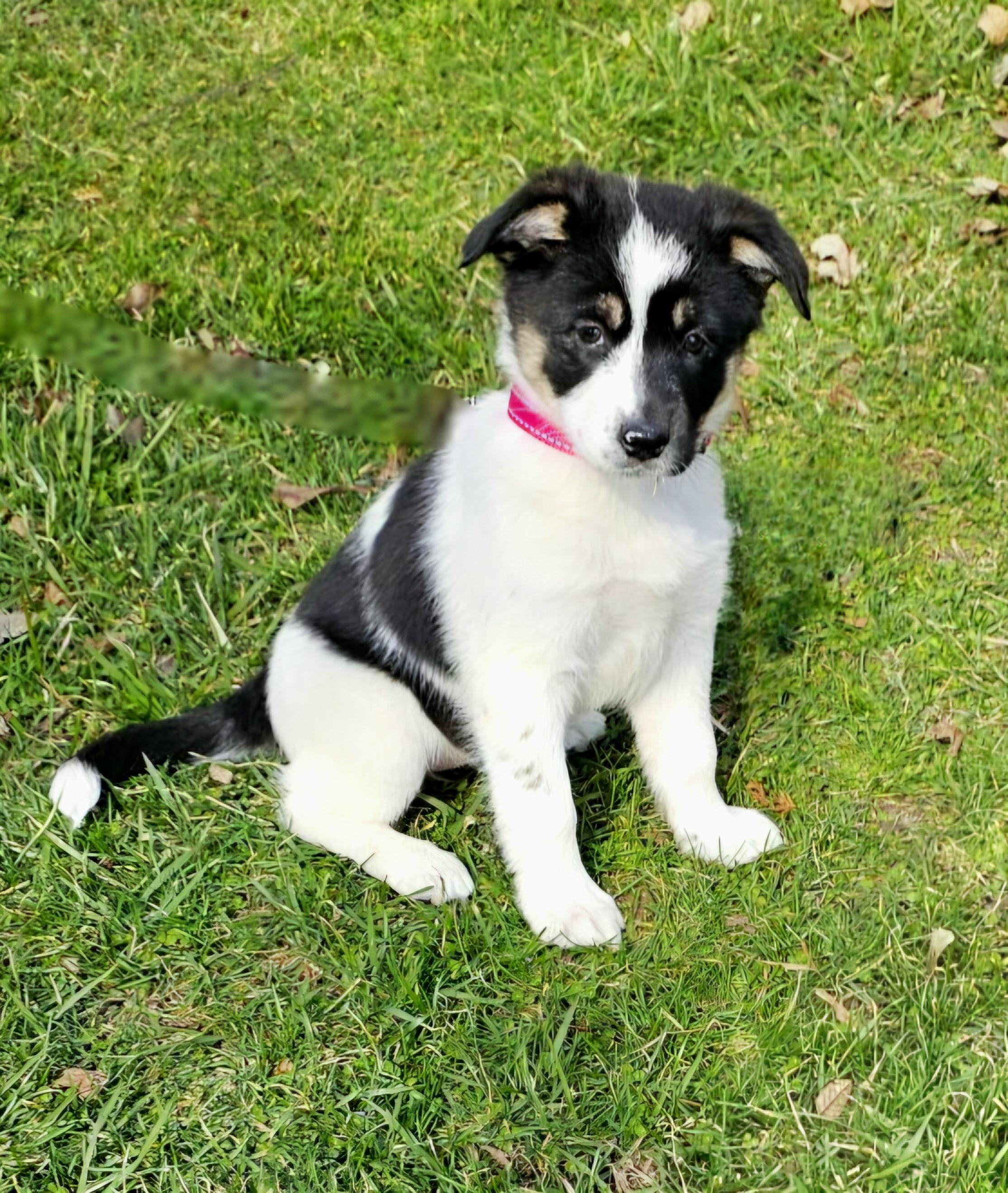 Enlarge Emily, a ADOPTABLE mixed breed in Arlington Heights, IL image 1/6