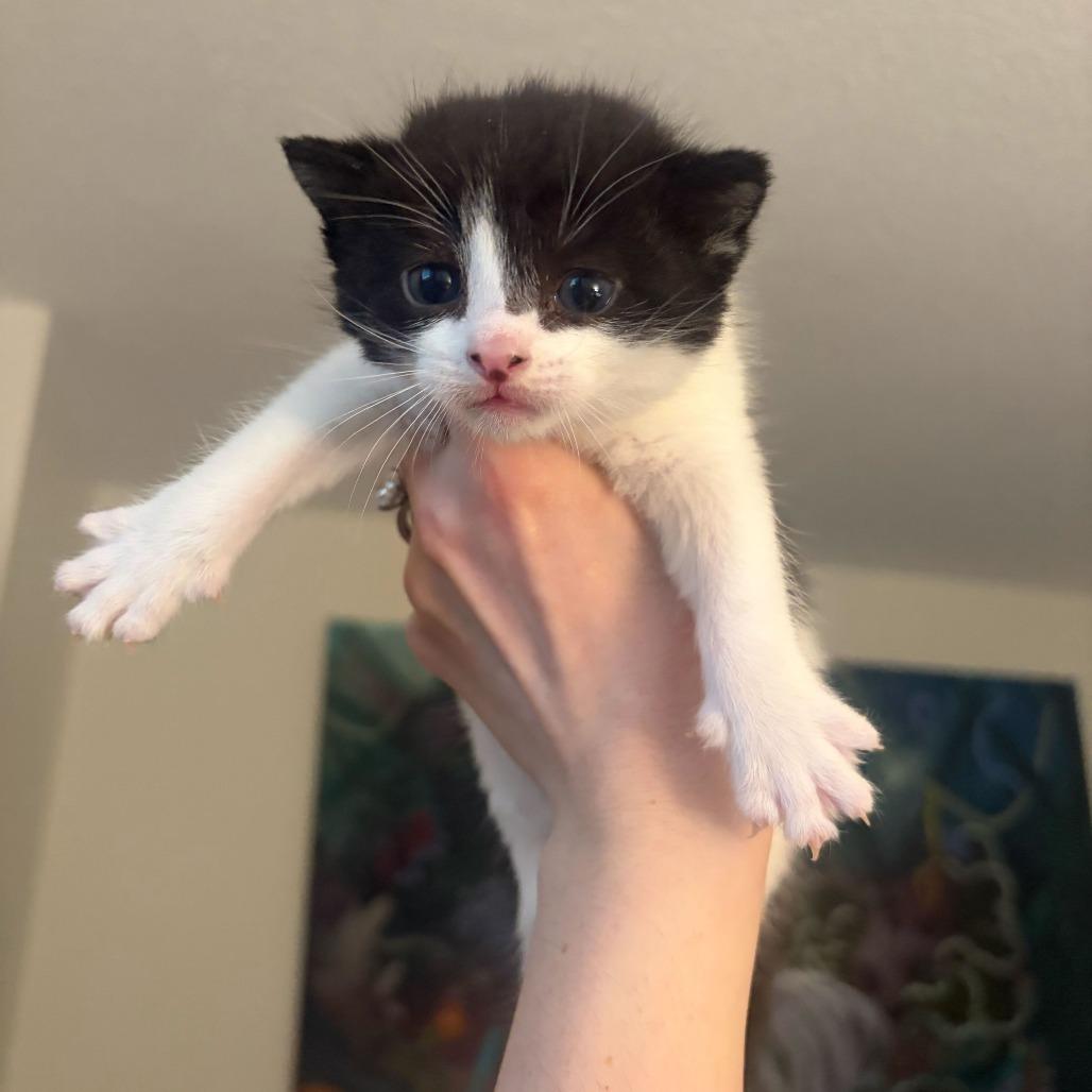Masala, Adoptable, Kitten Male Domestic Short Hair.