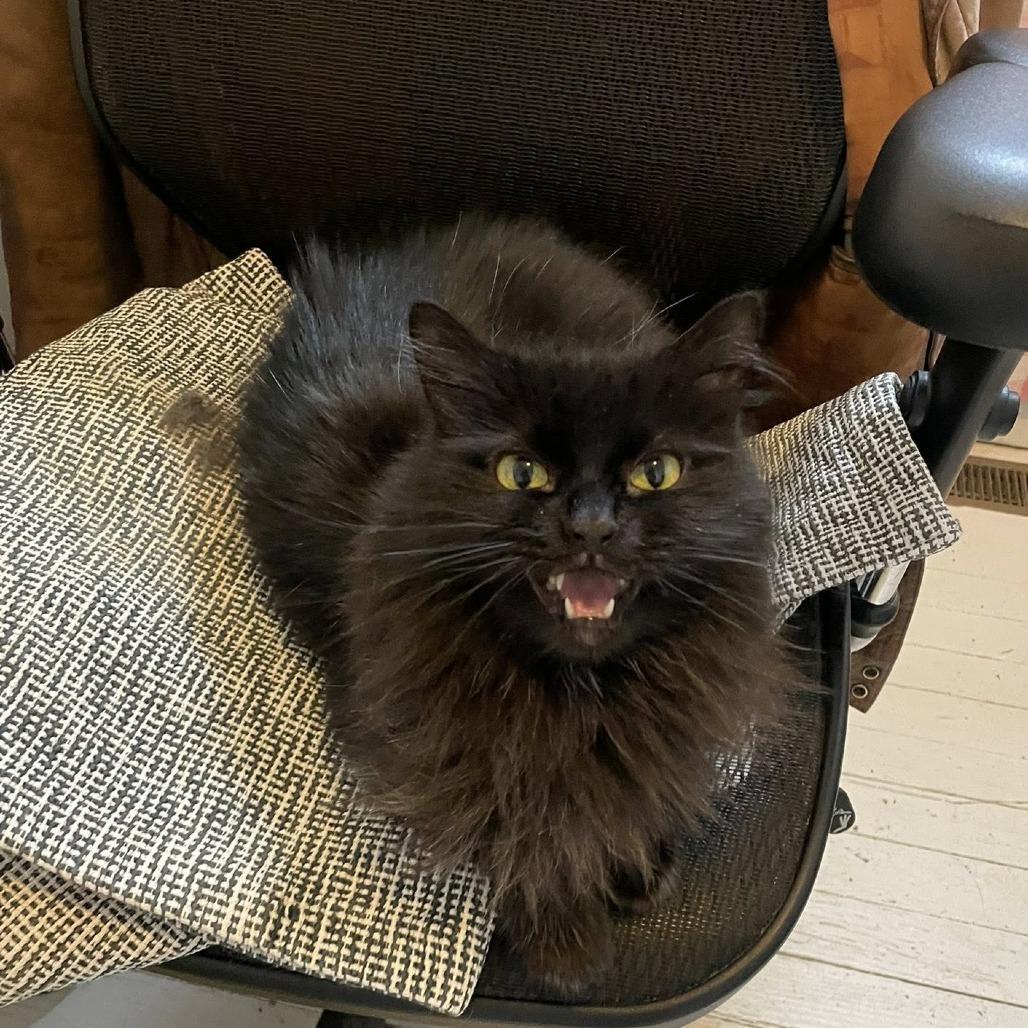 Enlarge Melodie, a Adoptable Domestic Long Hair in St. Louis, MO image 1/6