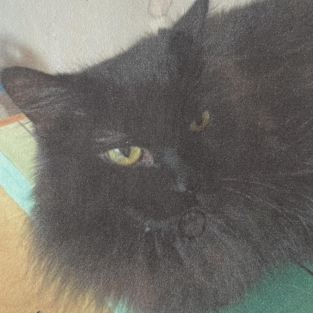 Enlarge Melodie, a Adoptable Domestic Long Hair in St. Louis, MO image 3/6