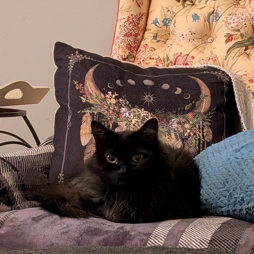 Enlarge Melodie, a Adoptable Domestic Long Hair in St. Louis, MO image 4/6