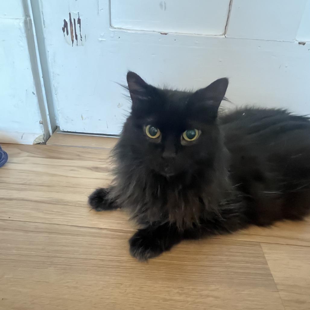 Enlarge Melodie, a Adoptable Domestic Long Hair in St. Louis, MO image 5/6