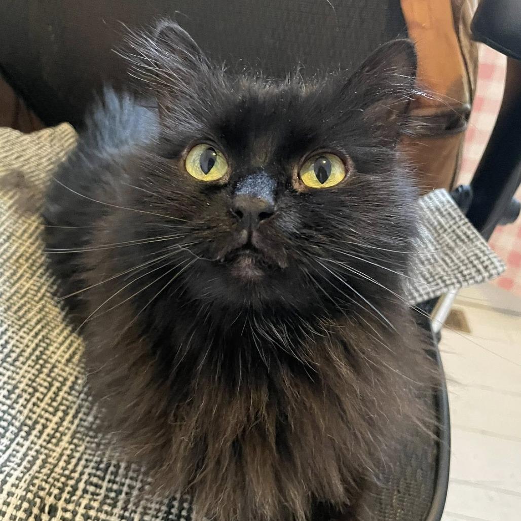 Enlarge Melodie, a Adoptable Domestic Long Hair in St. Louis, MO image 6/6