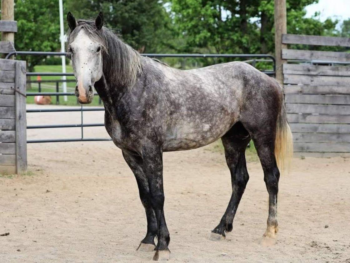 Enlarge Slate - in training. Not yet available, a Adoptable mixed breed in Huntington, WV image 1/1