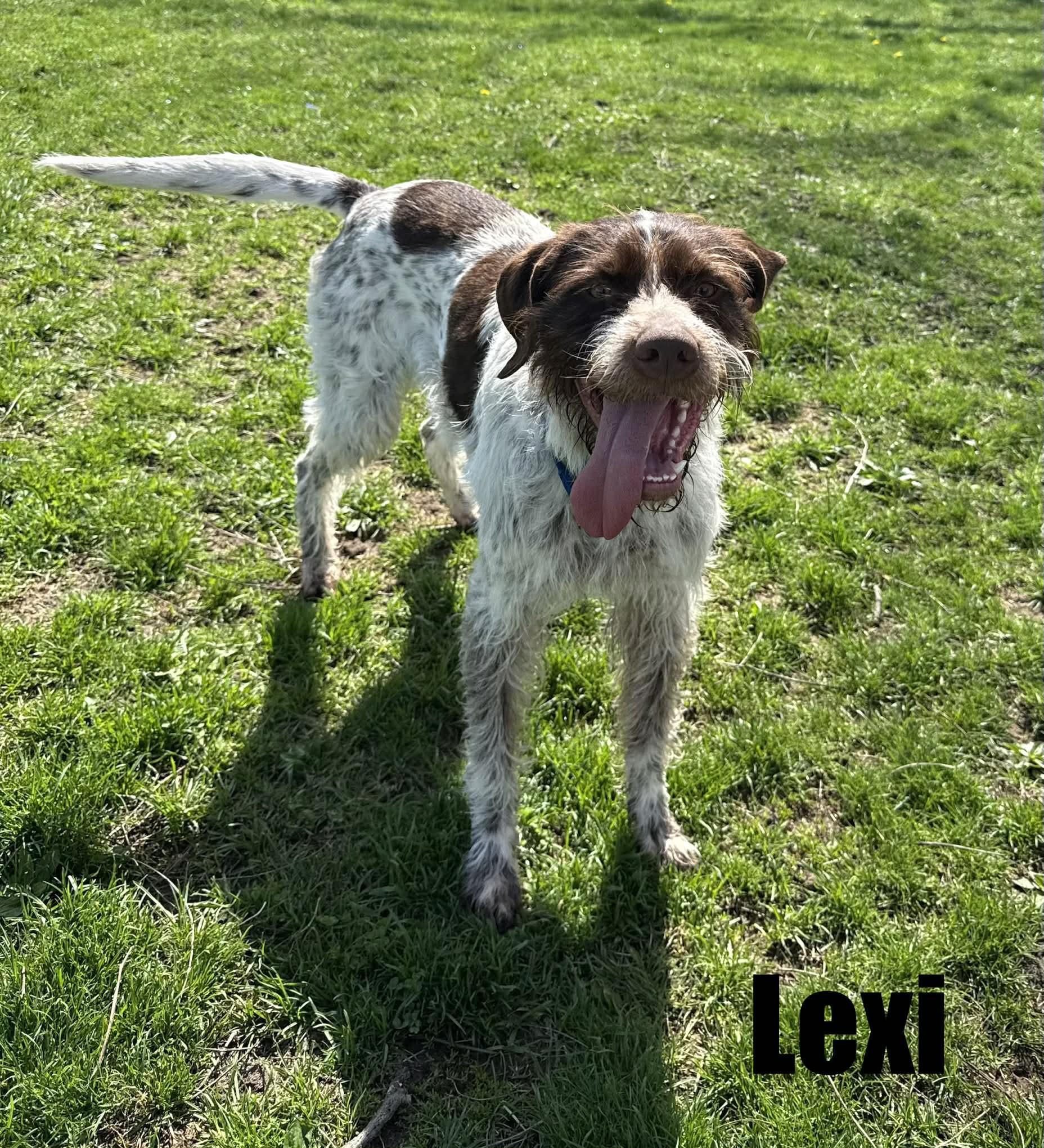 Enlarge lexi, a ADOPTABLE German Wirehaired Pointer in Quincy, MI image 2/4
